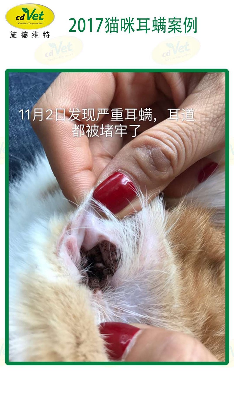 猫耳螨 1.jpg